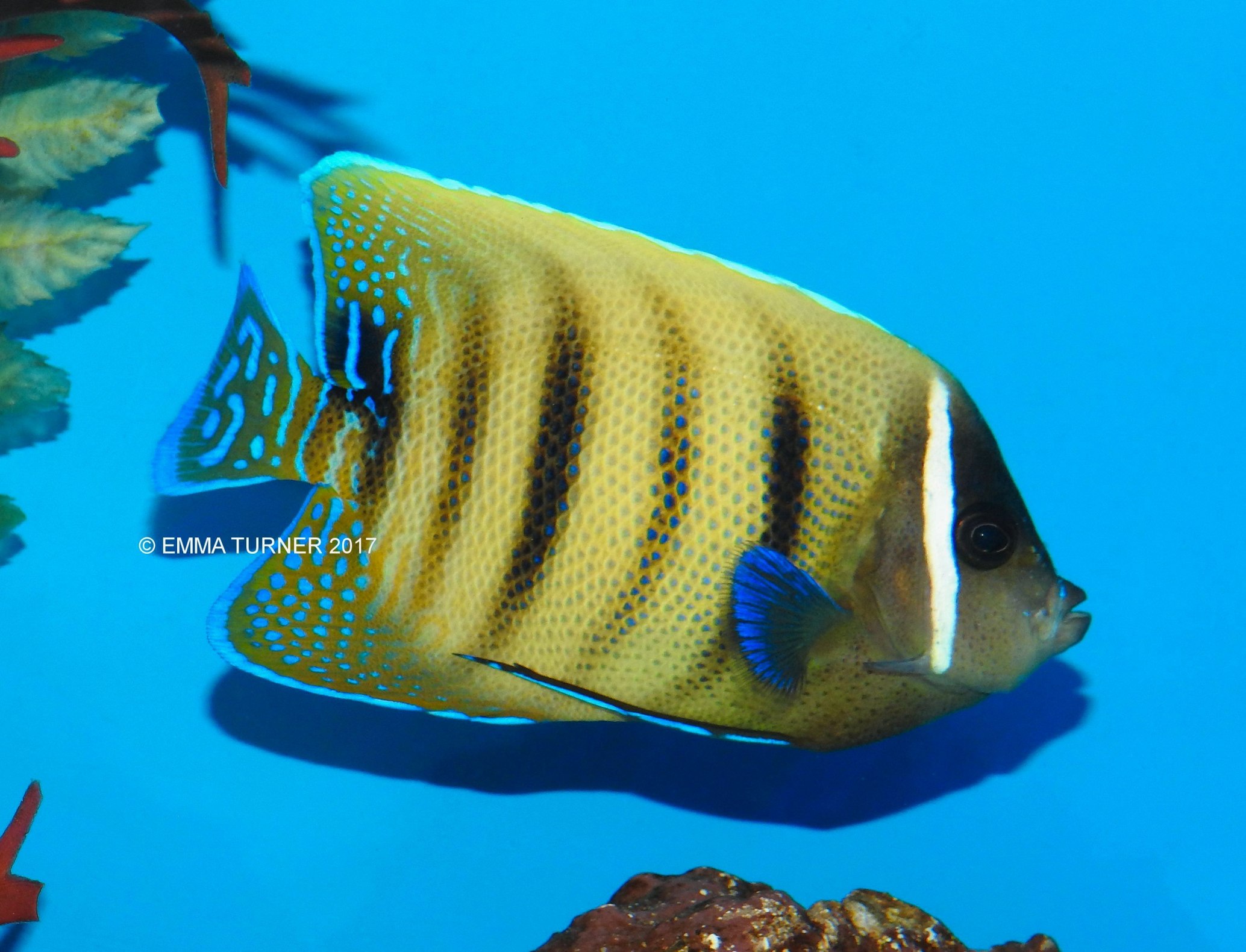 Sixbar Angelfish-Pomacanthus sexstriatus