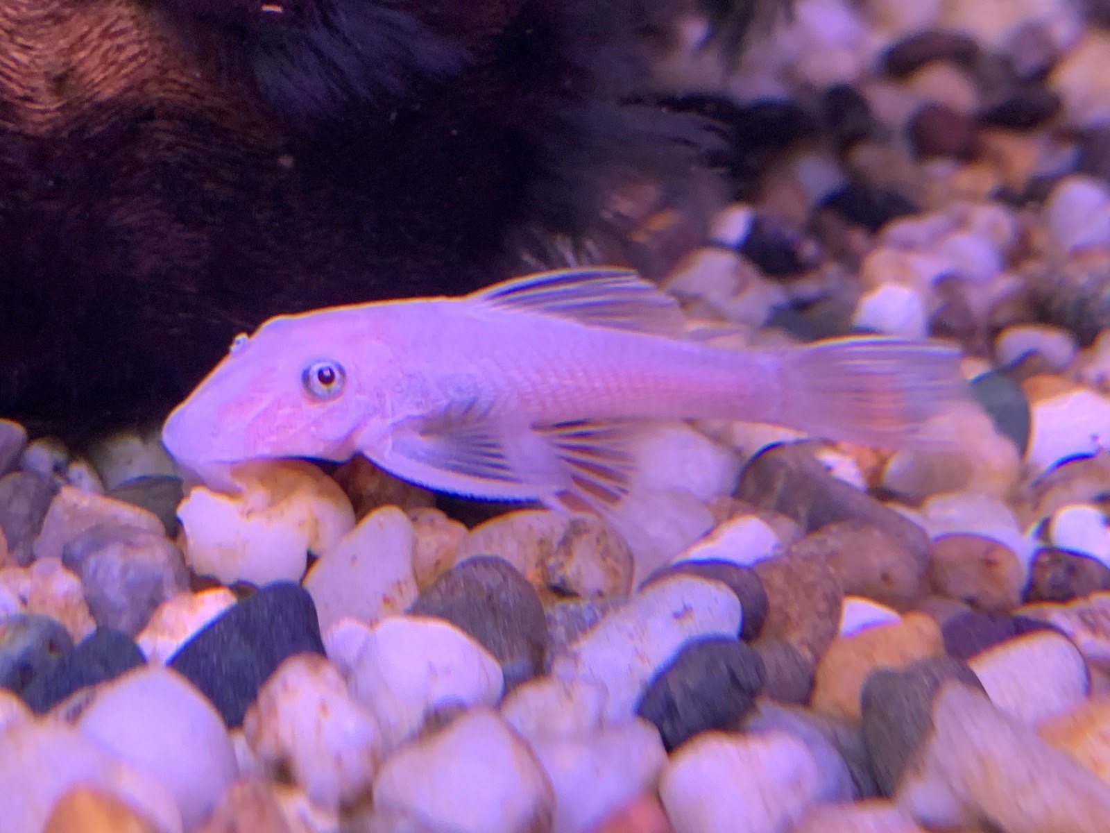 Bristlenose CatfishAncistrus