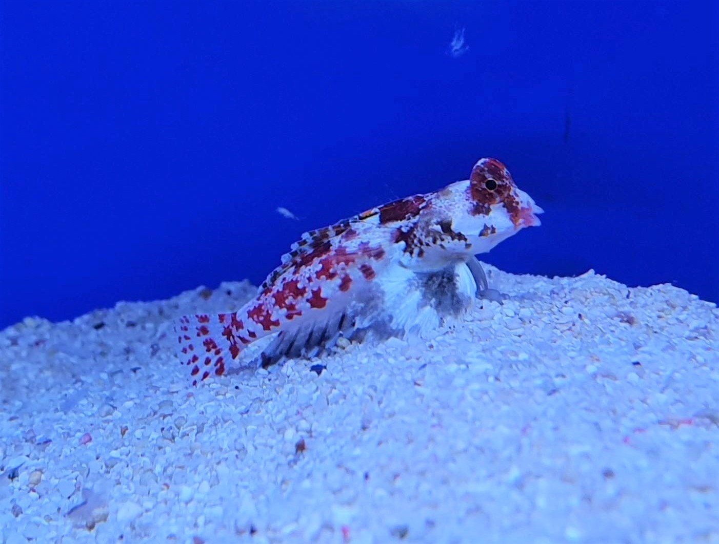 Red Scooter BlennySynchiropus stellatus