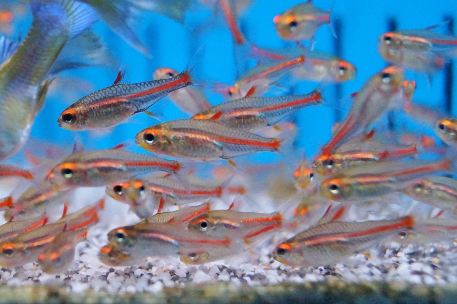 Glowlight TetraHemigrammus erythrozonus