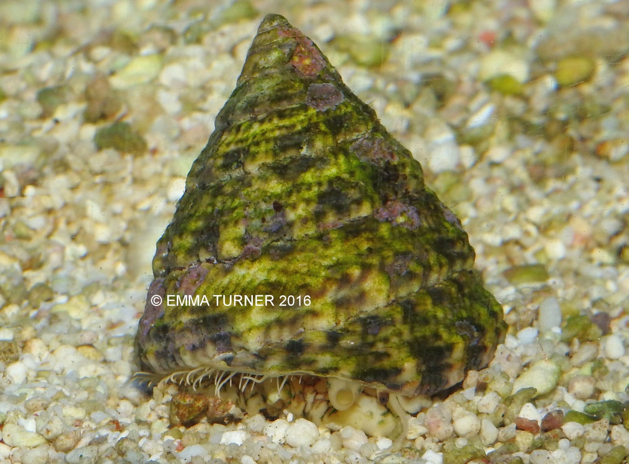 Turban SnailTectus fenestratus