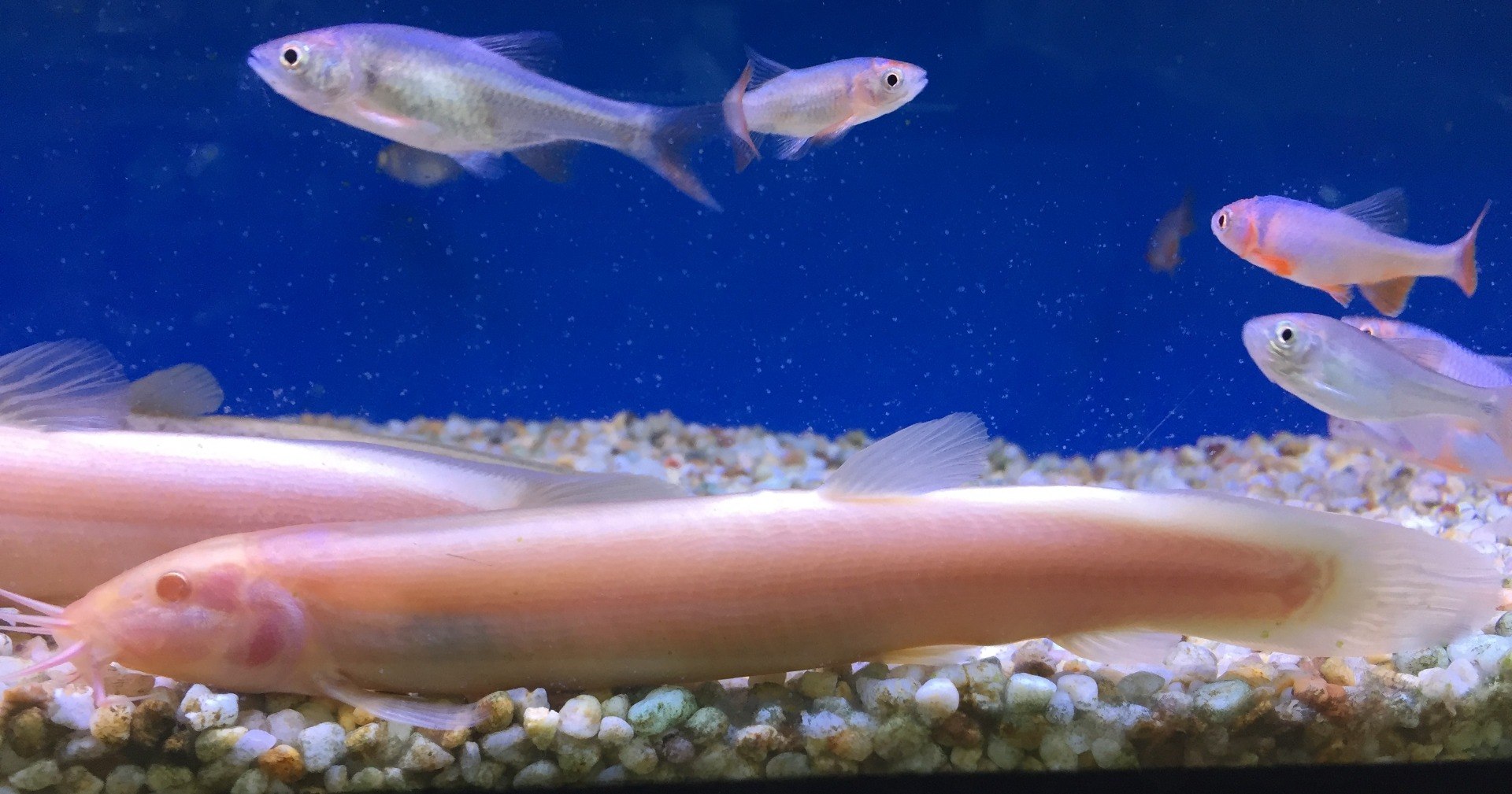 Weather LoachMisgurnus anguillicaudatus