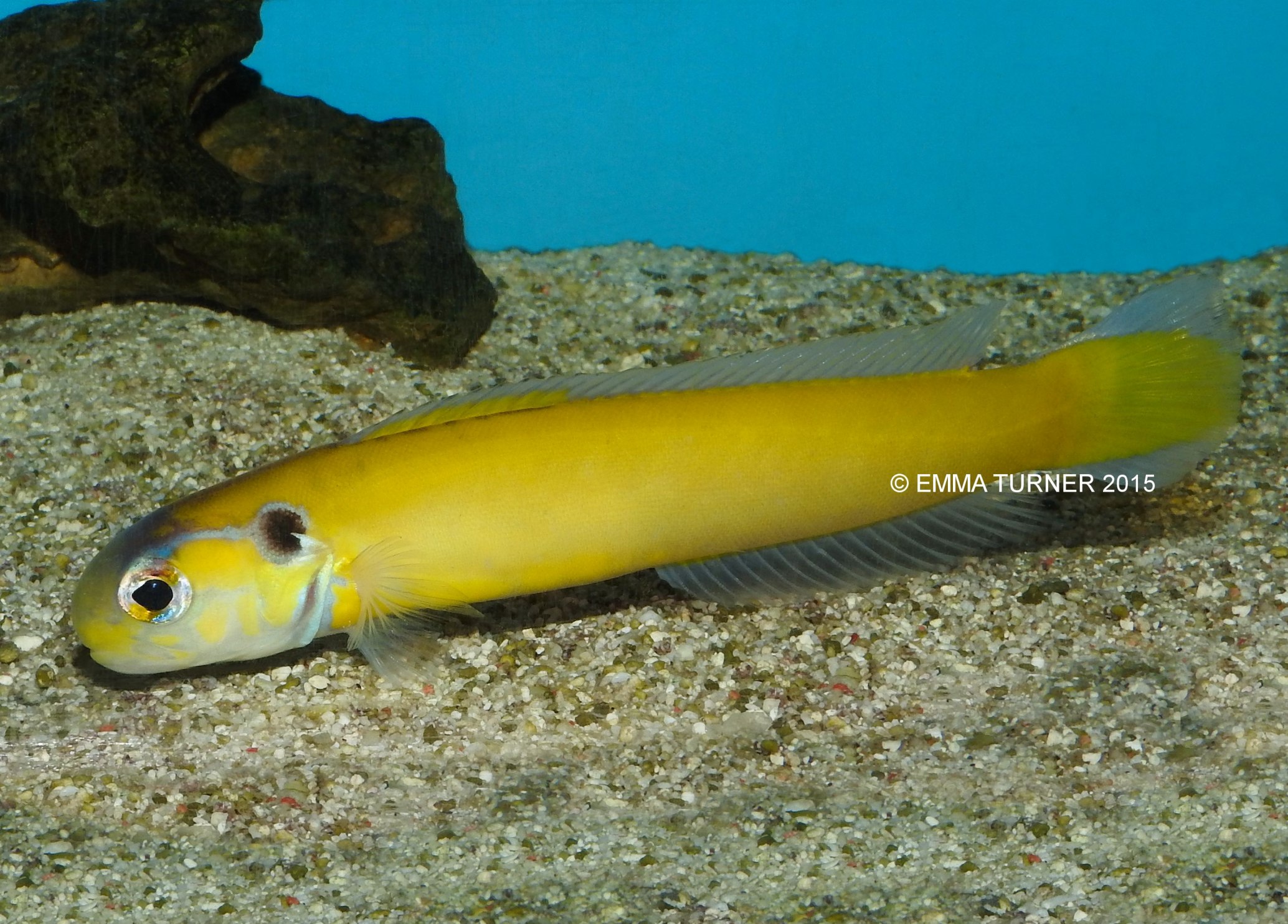 Yellow TilefishHoplolatilus luteus
