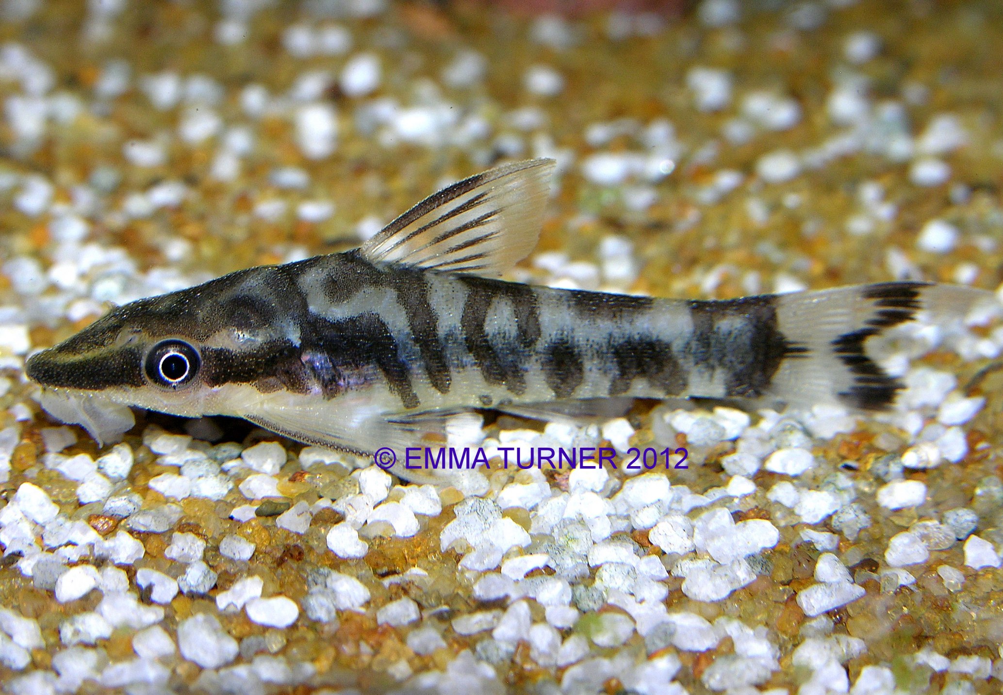 Zebra OtoOtocinclus cocama