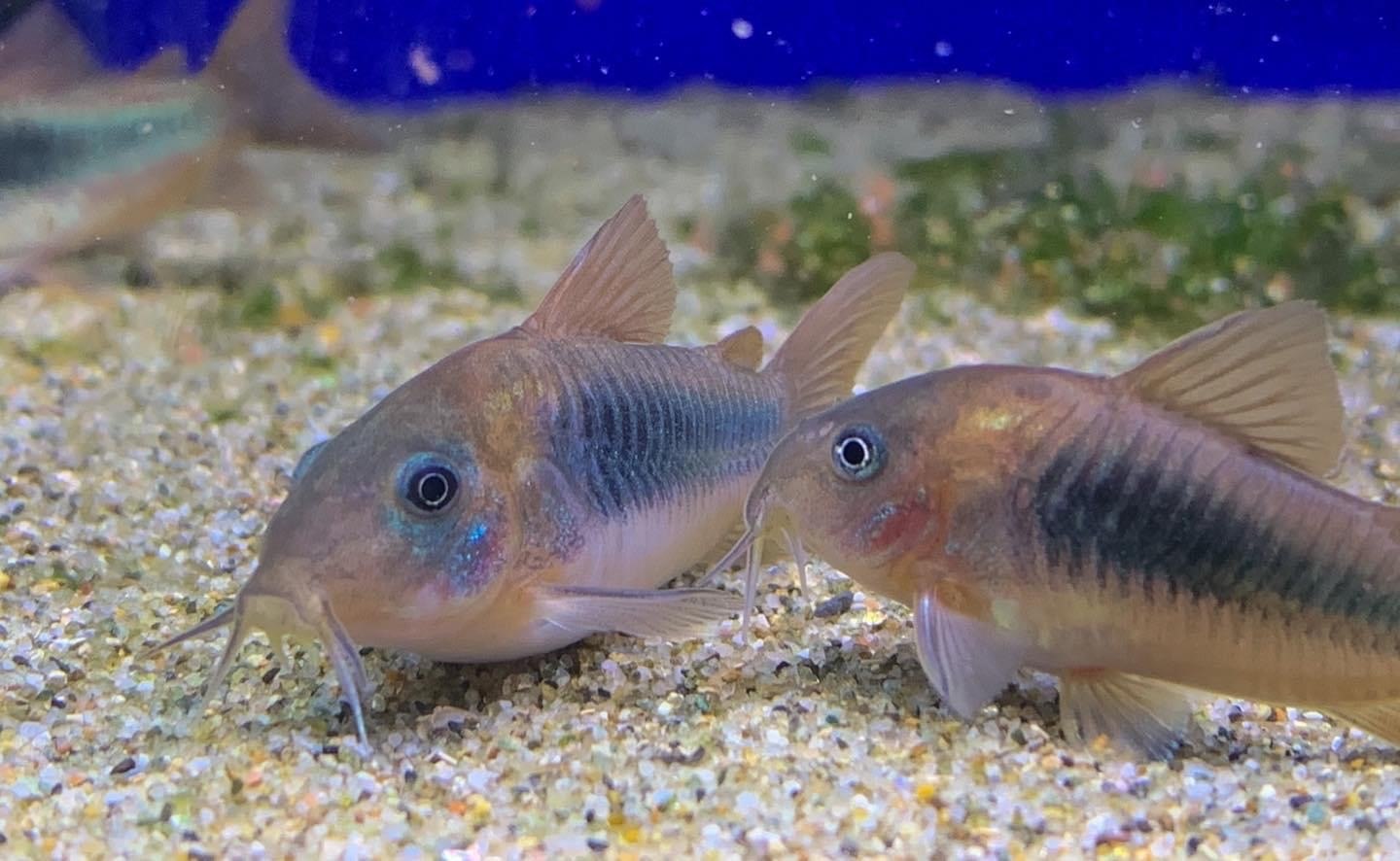Bronze CoryCorydoras aeneus