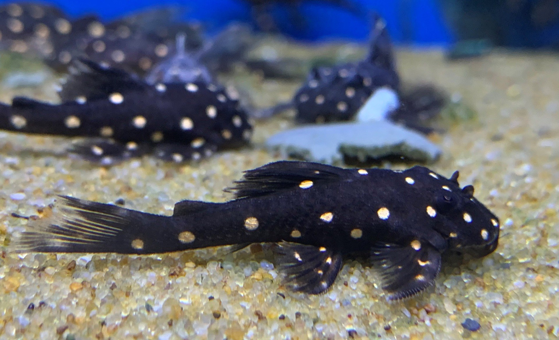 25 Types Of Plecos Which Is Best & How To Care For Them Betta Care