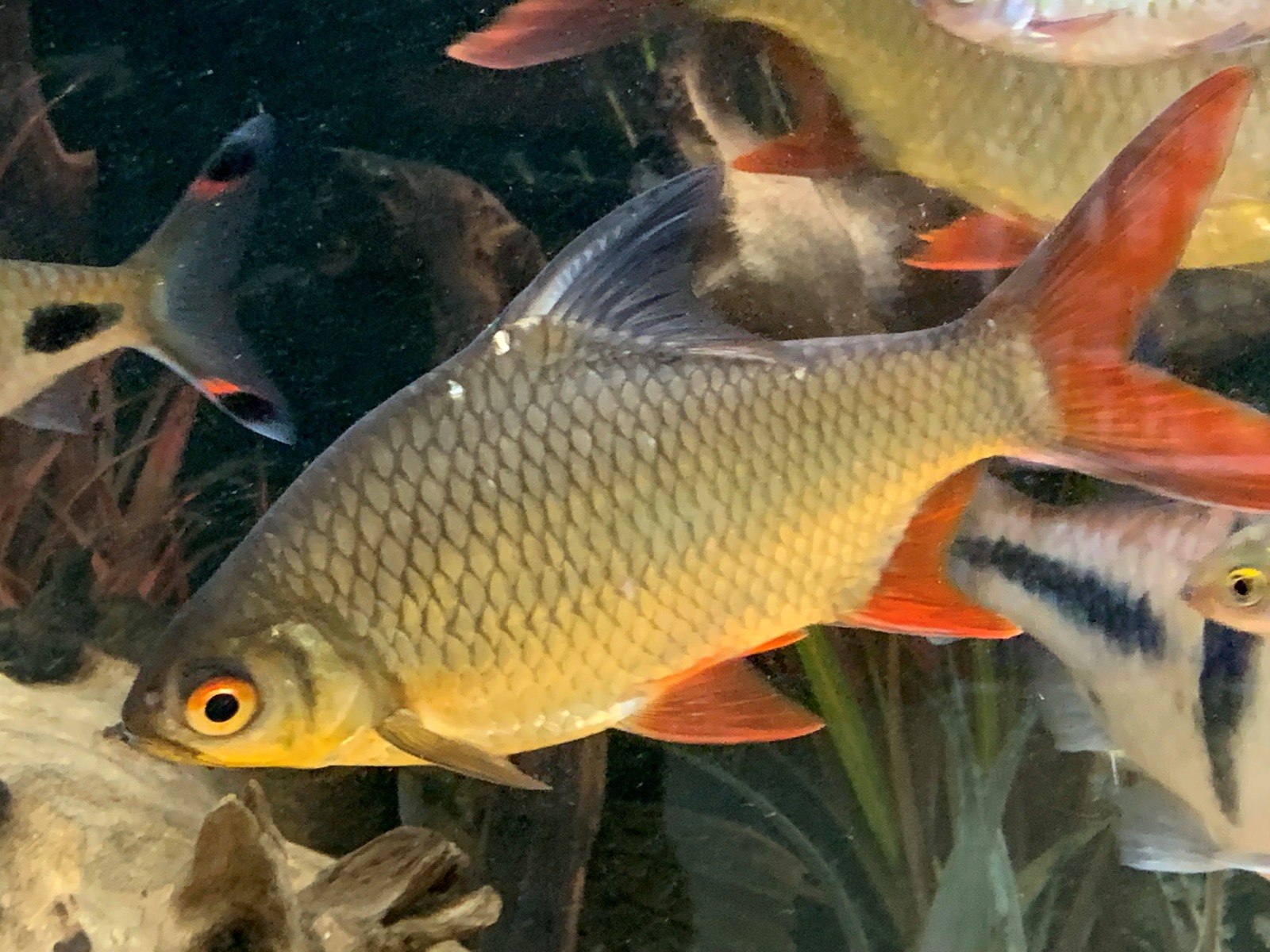 Redtailed Tinfoil BarbBarbonymus altus