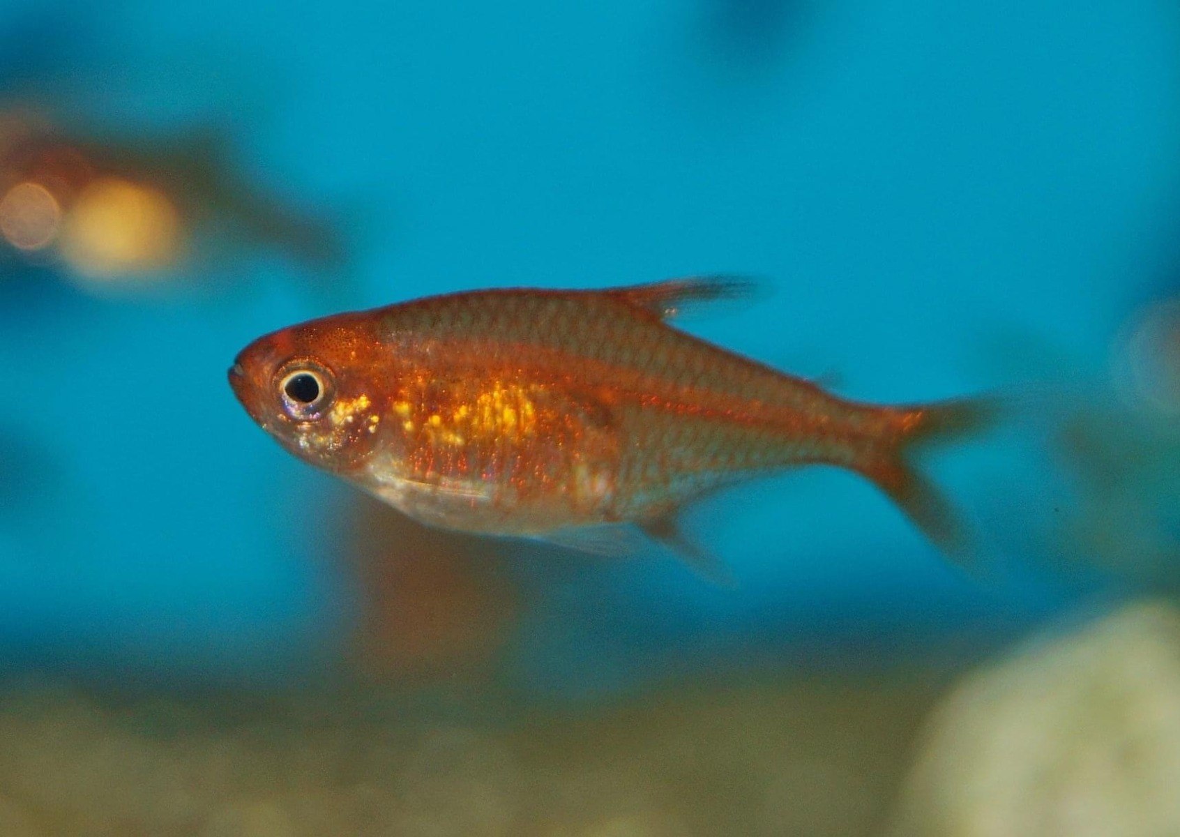 Ember TetraHyphessobrycon amandae