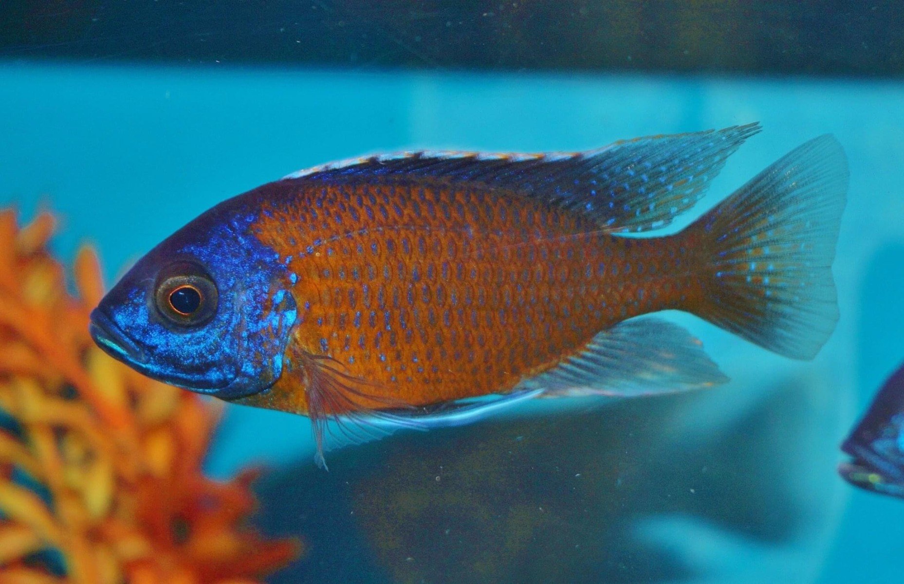 Red Fin Kadango-Copadichromis borleyi