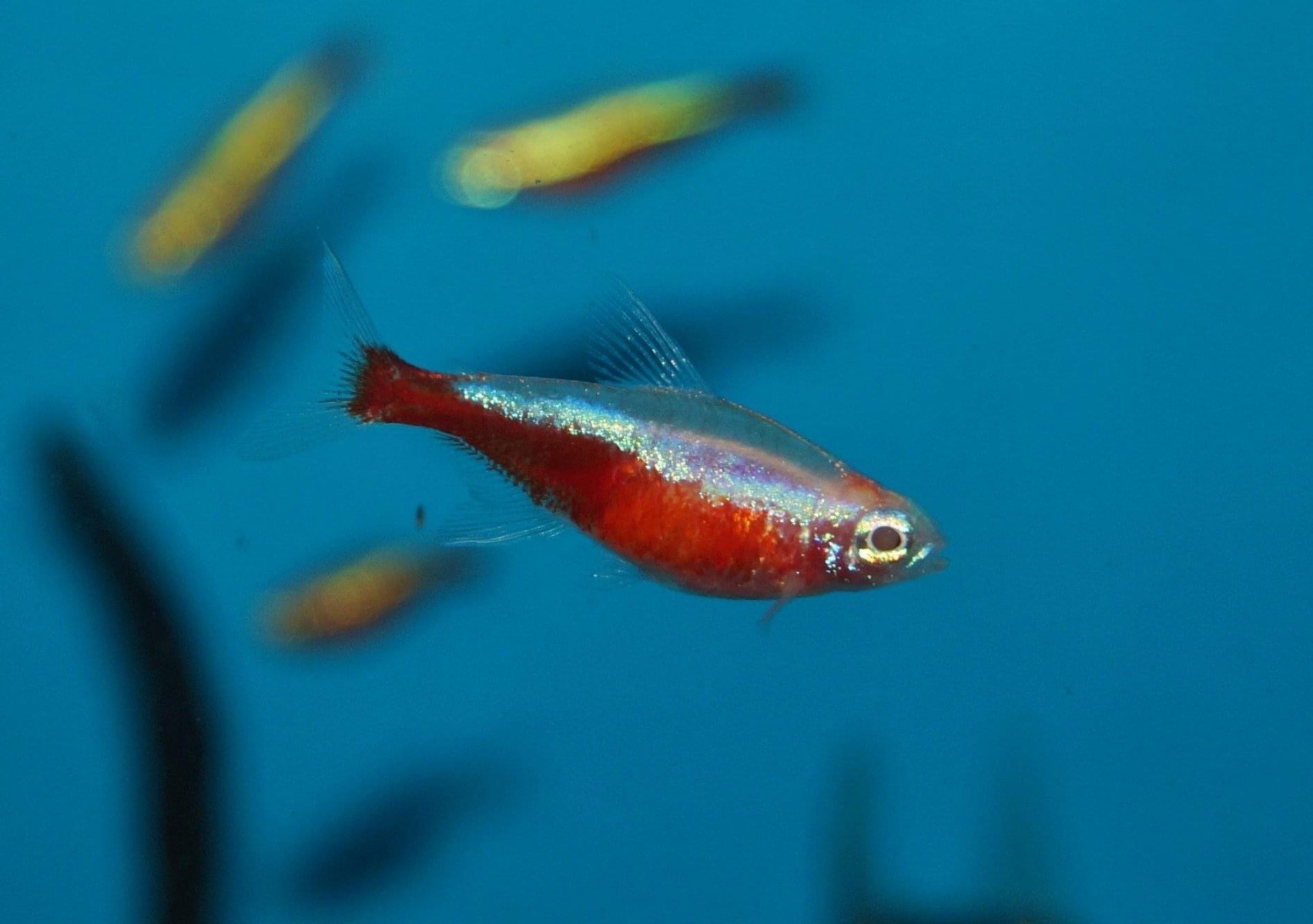 Cardinal TetraParacheirodon axelrodi