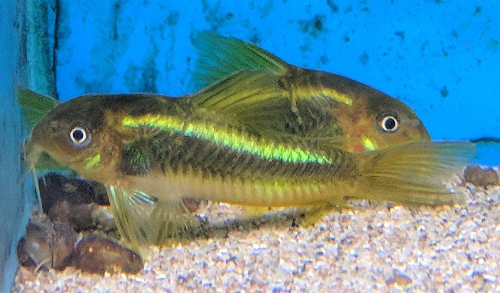 Green Laser Cory-CW009-Osteogaster sp. peru green stripe