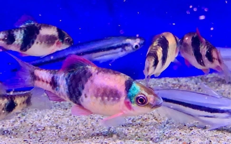 Melon BarbHaludaria fasciata