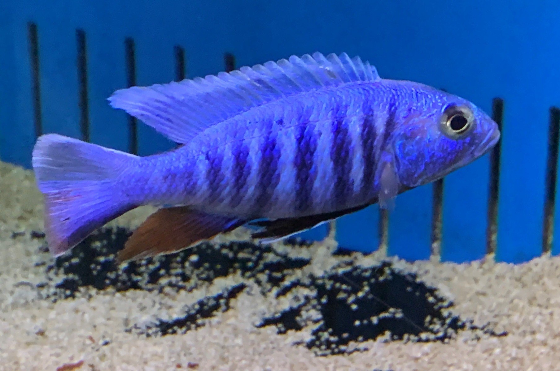 Electric Blue HapSciaenochromis fryeri