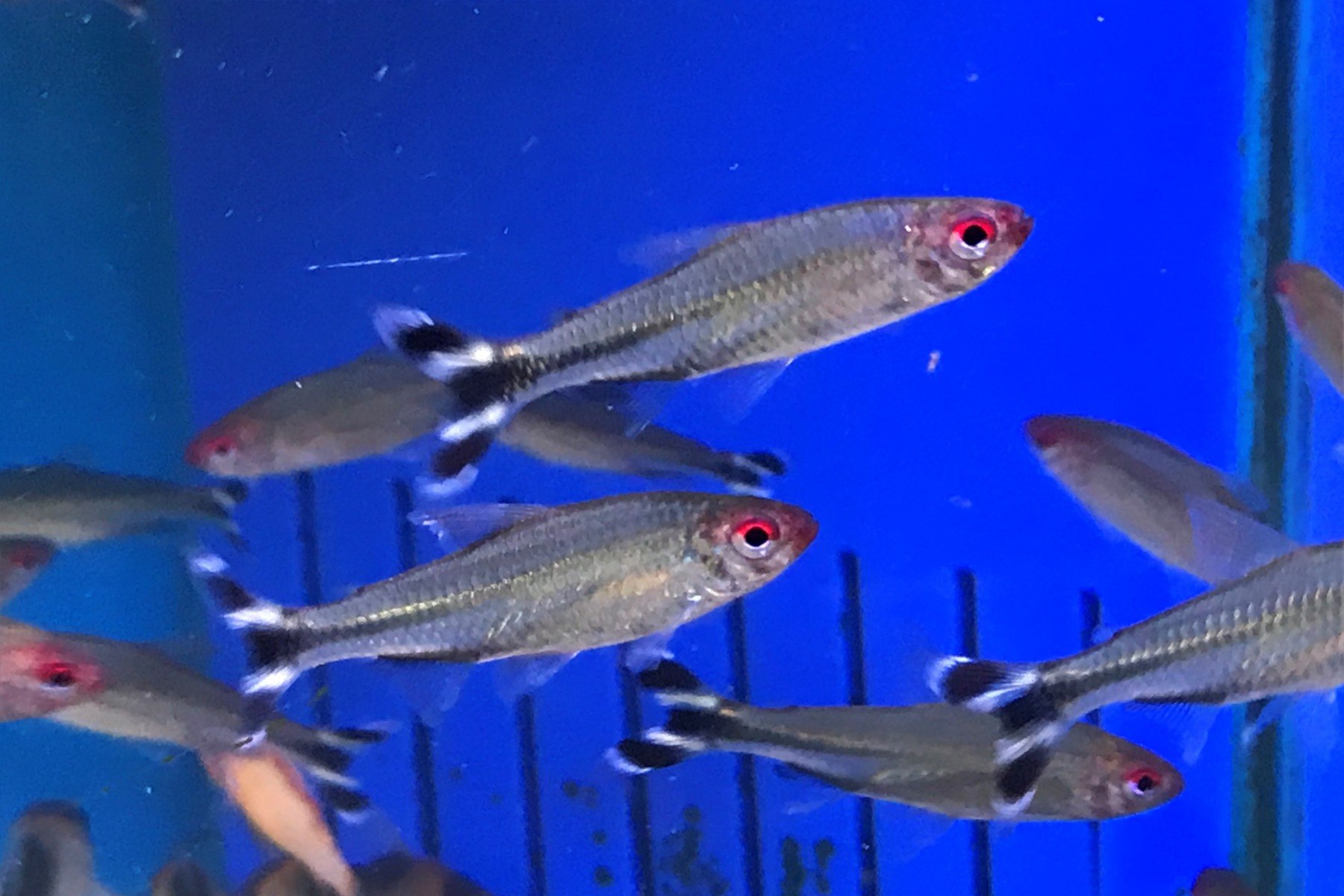 Petitella sp. 'False Rummynose'