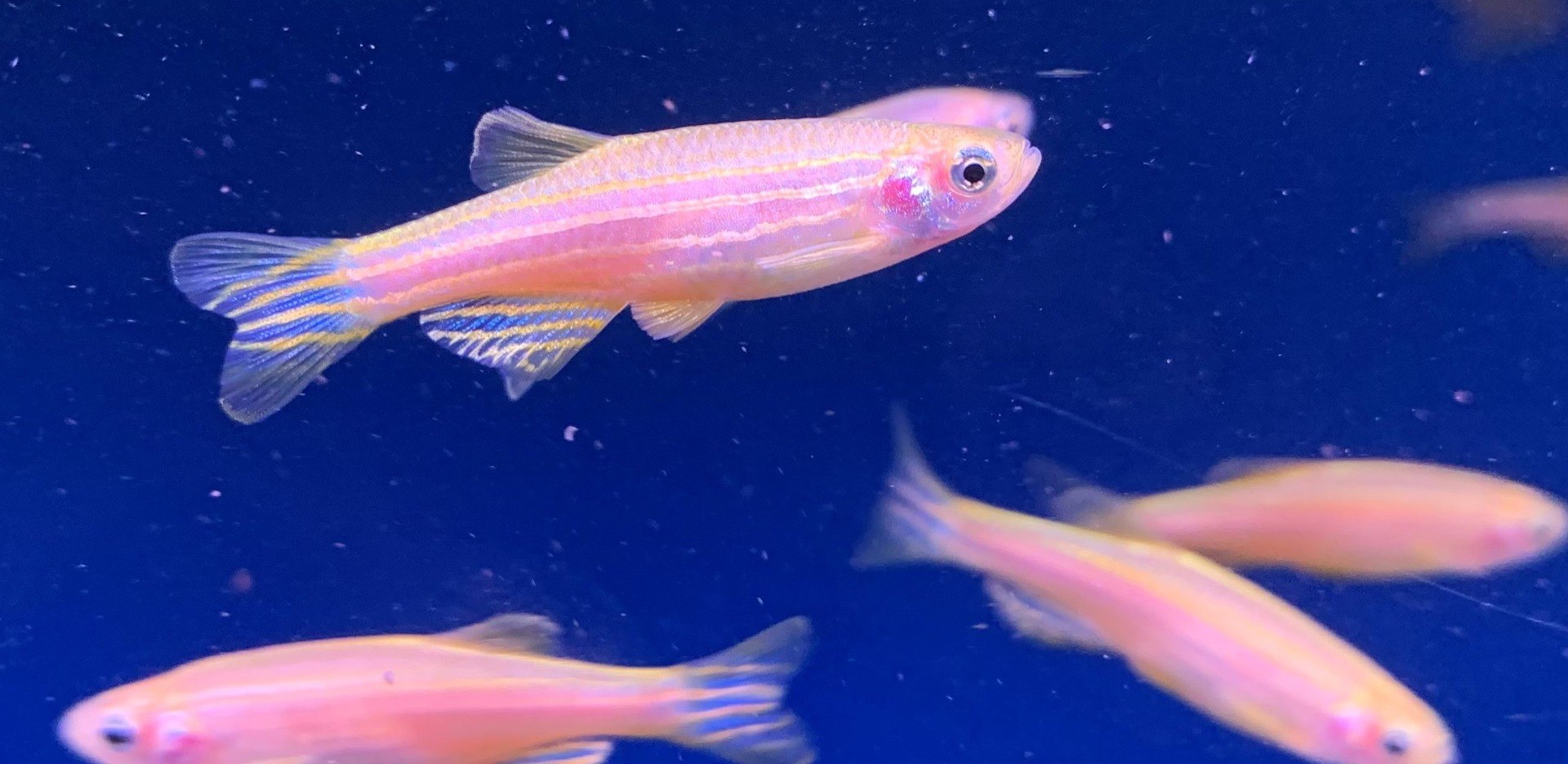 Zebra DanioDanio rerio