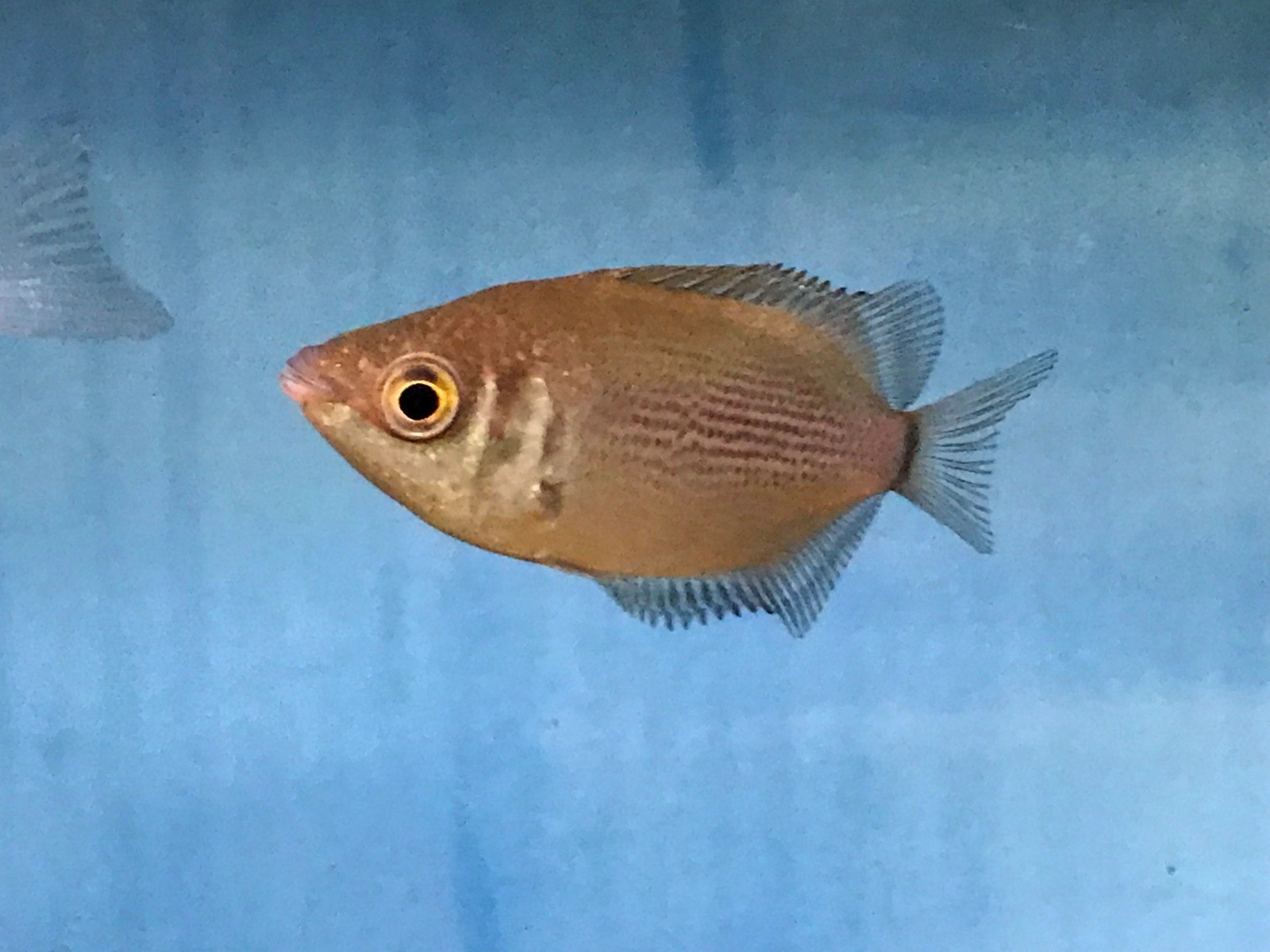 Pink Kissing GouramiHelostoma temminkii