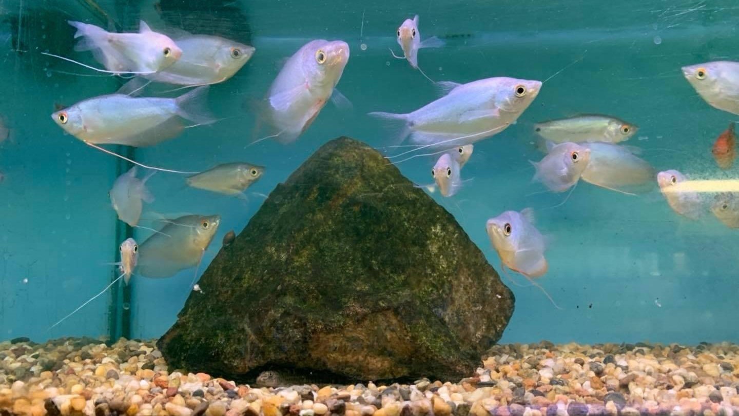 Moonlight GouramiTrichopodus microlepis