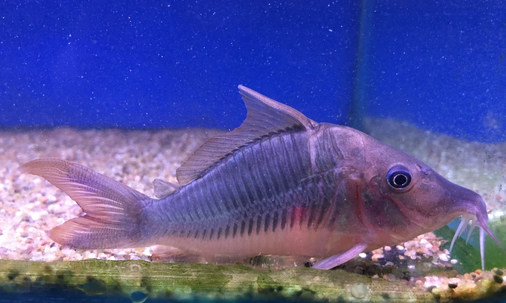 Hog Nosed BrochisBrochis multiradiatus