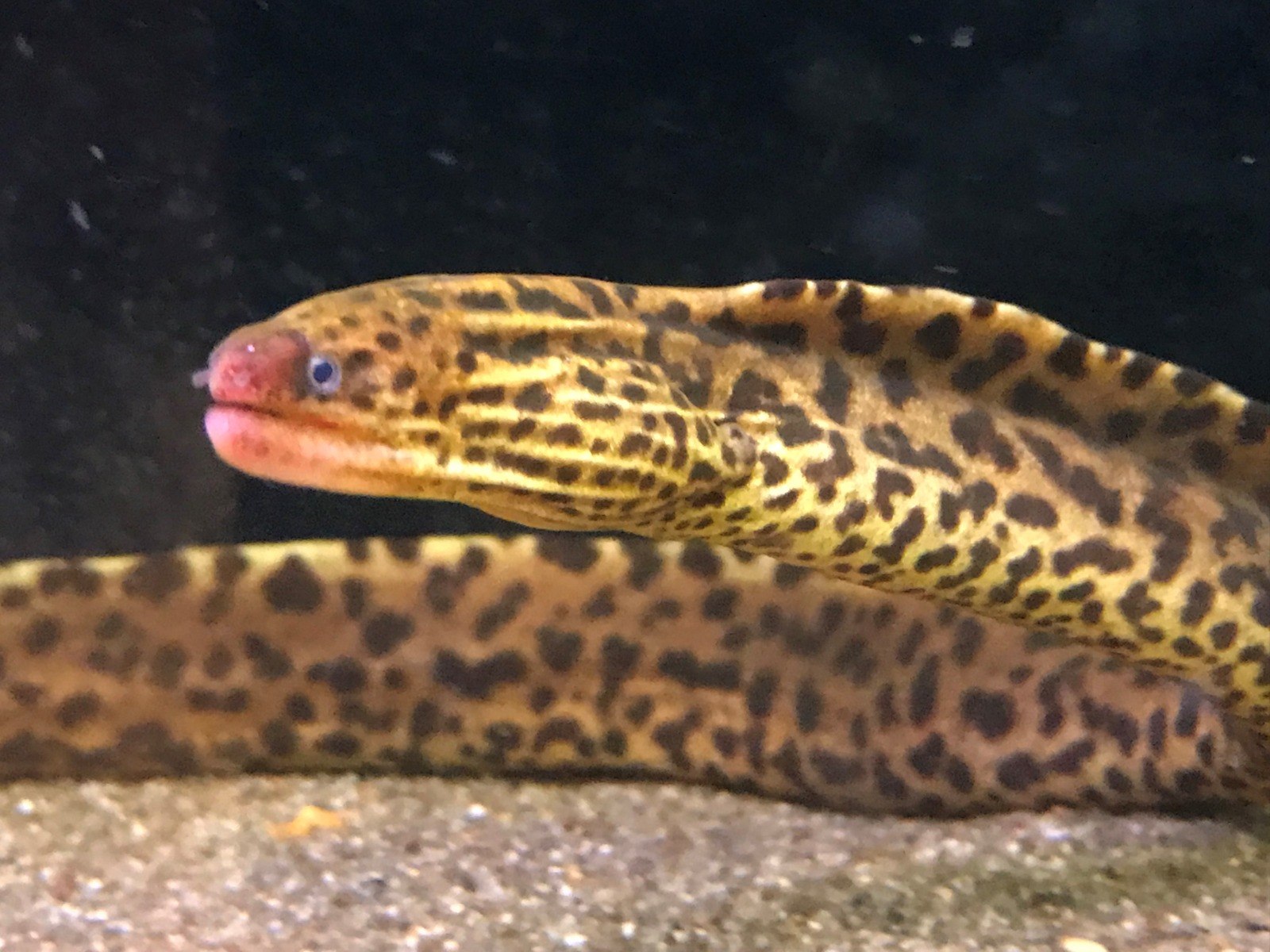 Freshwater Moray Eel Gymnothorax polyuranodon