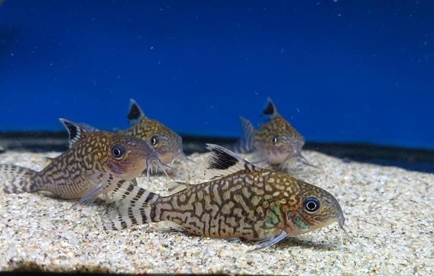 Network CoryBrochis reticulatus