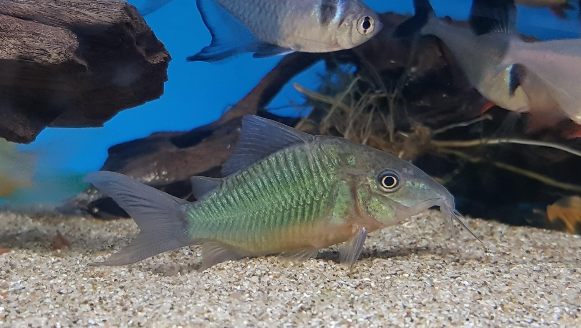 Emerald CatfishBrochis splendens