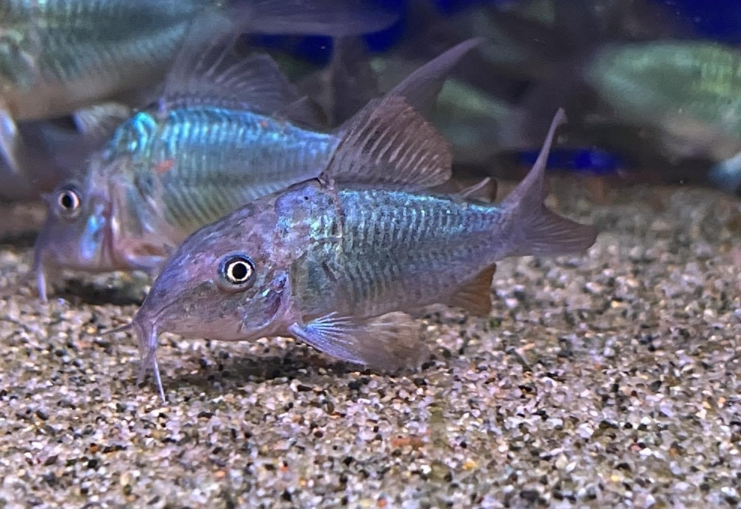 Emerald CatfishBrochis splendens