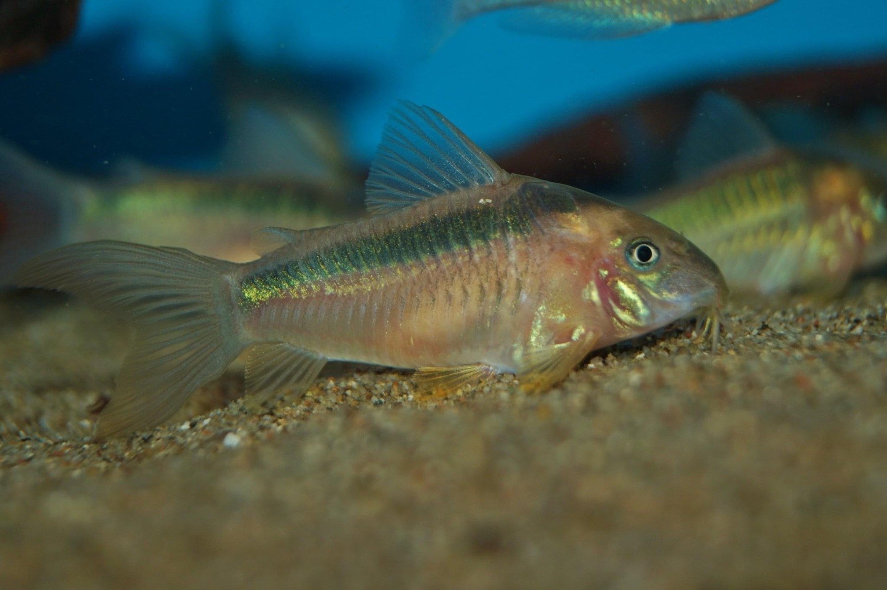 Black Band CoryOsteogaster zygatus
