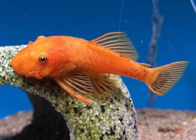 Bristlenose CatfishAncistrus