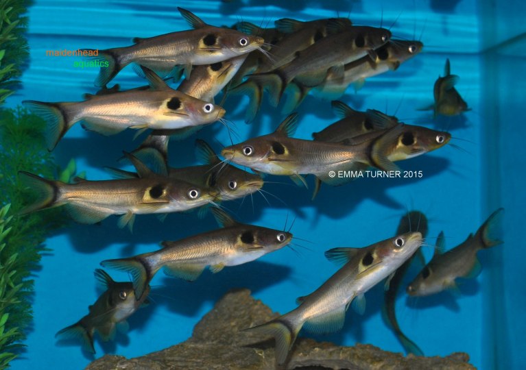 Asian Sun CatfishHorabagrus brachysoma