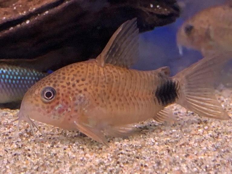 Tailspot CoryCorydoras caudimaculatus