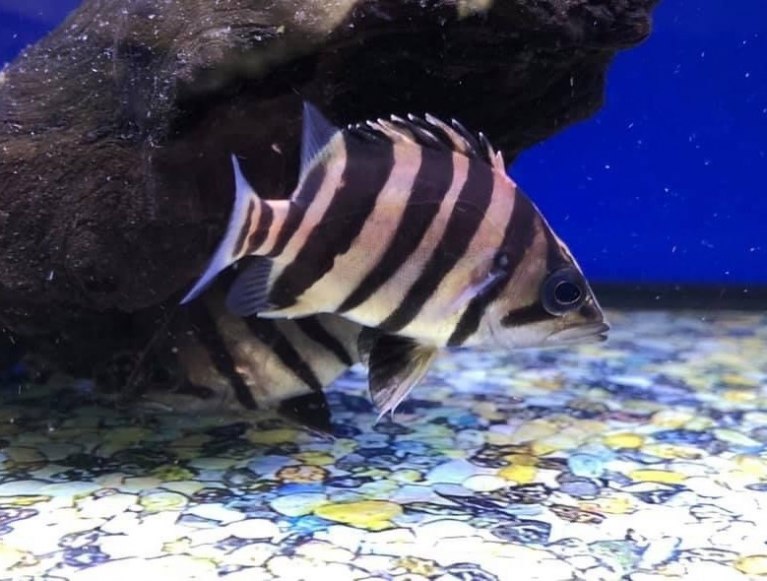 Indonesian Tiger Fish - Datnioides microlepis
