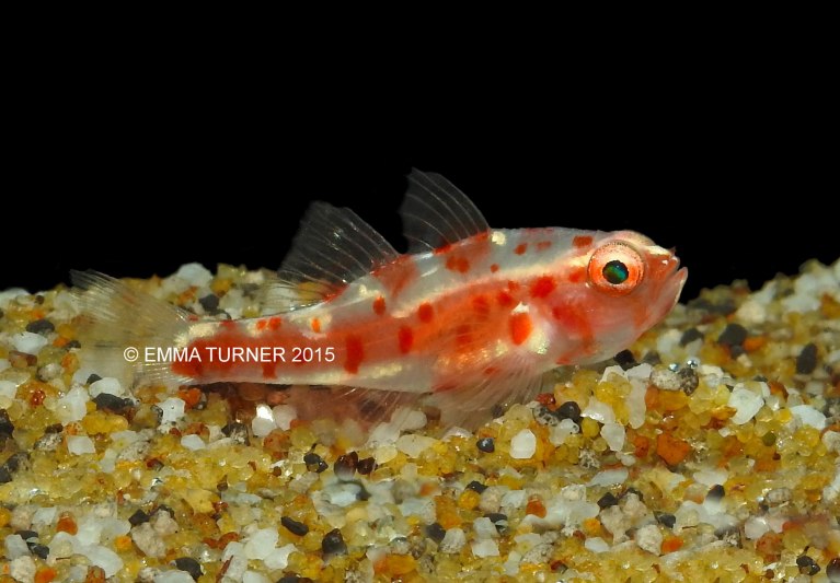 Firecracker GobyTrimma rubromaculatum