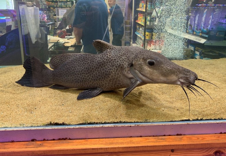 Giraffe CatfishAuchenoglanis occidentalis