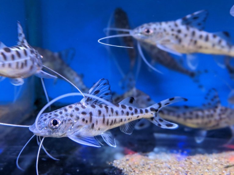 Pictus CatfishPimelodus pictus