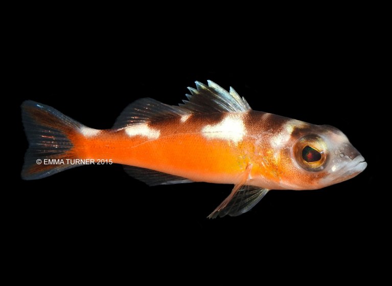 Tobacco BassletSerranus tabacarius