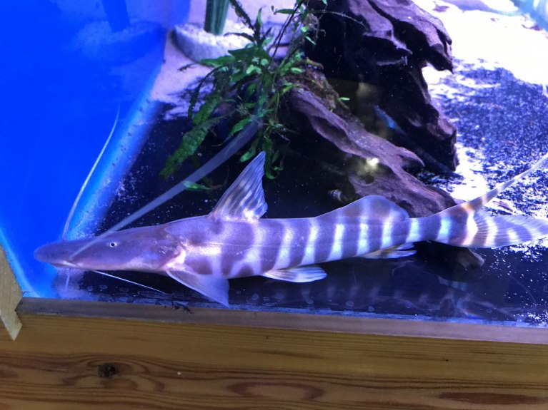 Zebra Shovelnose CatfishBrachyplatystoma tigrinum