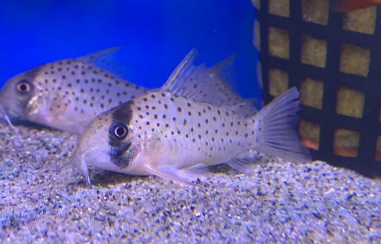 Fairy Cory-Corydoras atropersonatus