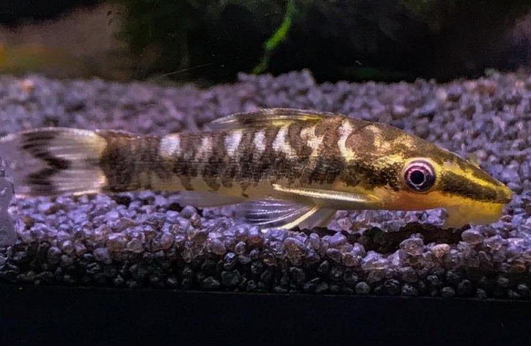 Zebra OtoOtocinclus cocama