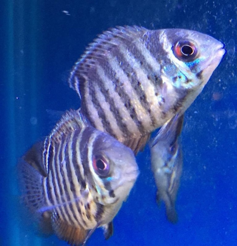 Green SeverumHeros efasciatus