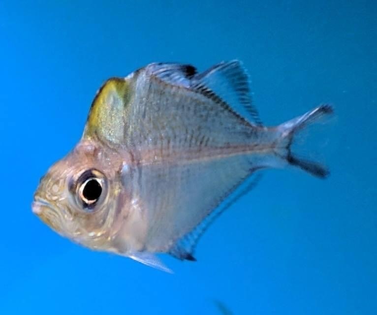 Humphead GlassfishParambassis pulcinella