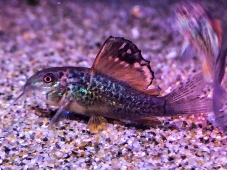 Emerald CatfishBrochis splendens