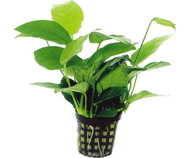 AquaFleur Tropical Aquarium Plant - Anubias Nana 5cm Pot