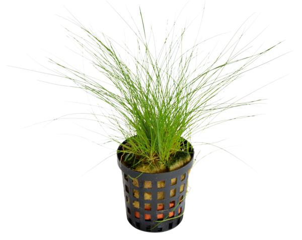 AquaFleur Tropical Aquarium Plant - Eleocharis Acicularis 5cm Pot