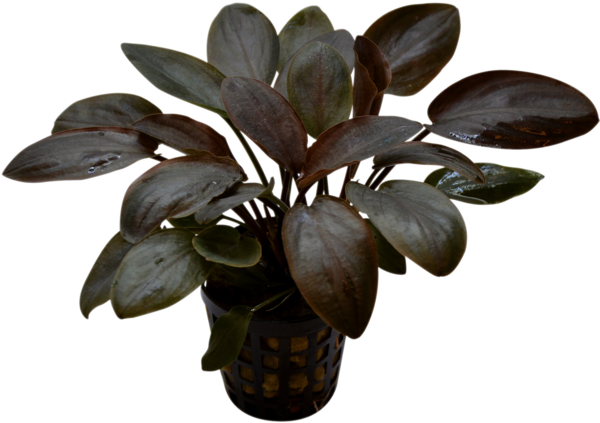 AquaFleur Tropical Aquarium Plant - Lagenandra Meeboldii Red 5cm Pot