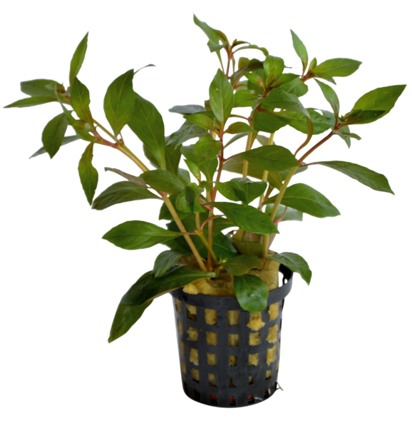 AquaFleur Tropical Aquarium Plant - Ludwigia Glandulosa 5cm Pot