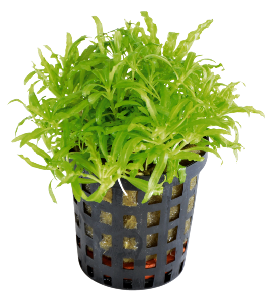 AquaFleur Tropical Aquarium Plant - Pogostemon Helferi 5cm Pot