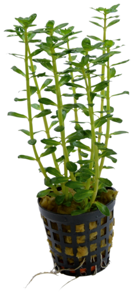 AquaFleur Tropical Aquarium Plant - Rotala Indica 5cm Pot