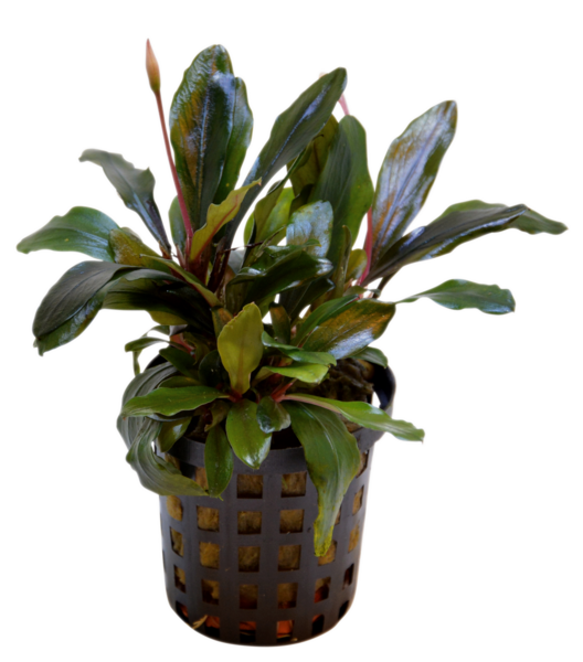 AquaFleur Tropical Aquarium Plant - Bucephalandra Theia 5cm Pot