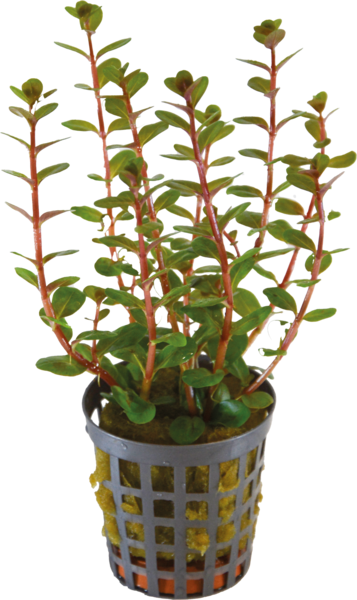 AquaFleur Tropical Aquarium Plant - Rotala Blood Red 5cm Pot