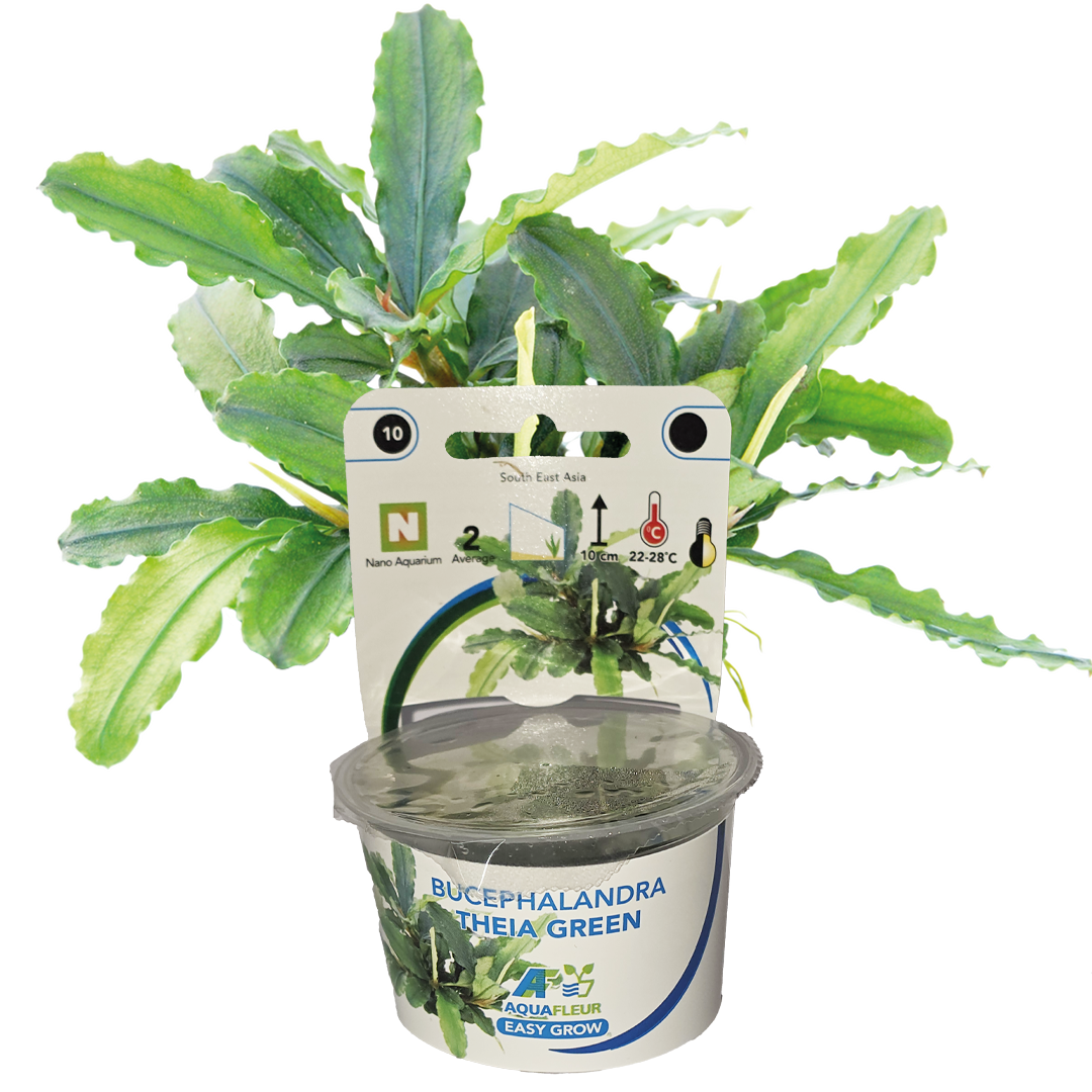 AquaFleur Tropical Aquarium Plants-Bucephalandra Theia Green